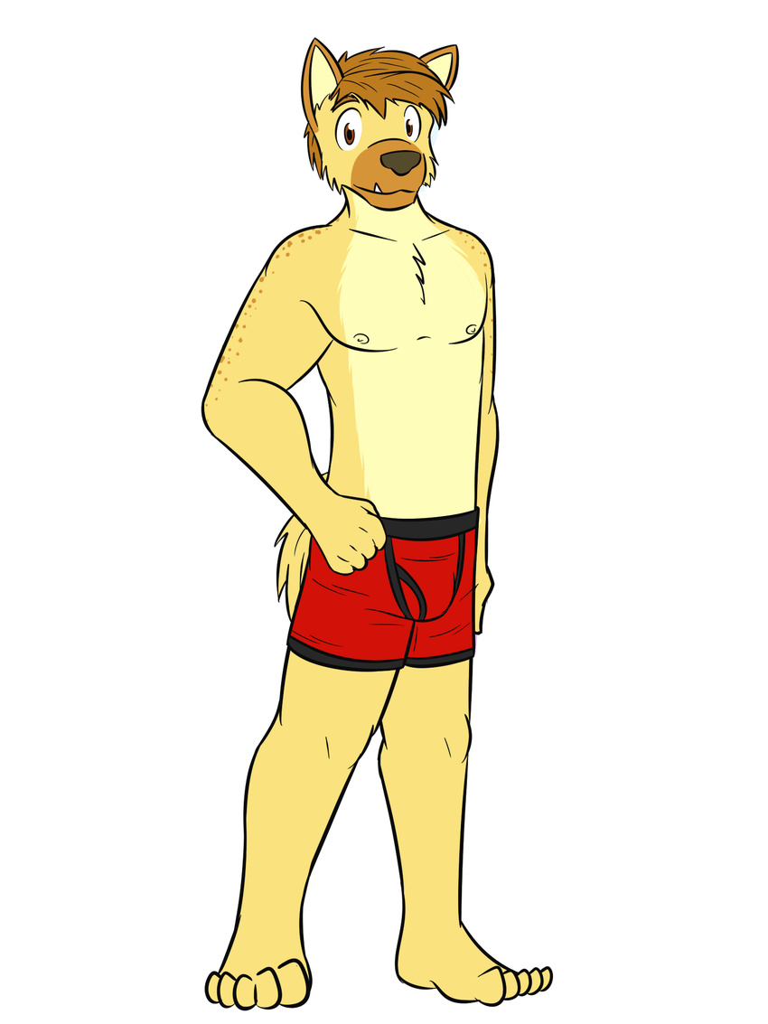 boxer_briefs clothed clothing fuze fuze_hyena hyena male mammal red_underwear simple_background topless underwear white_background