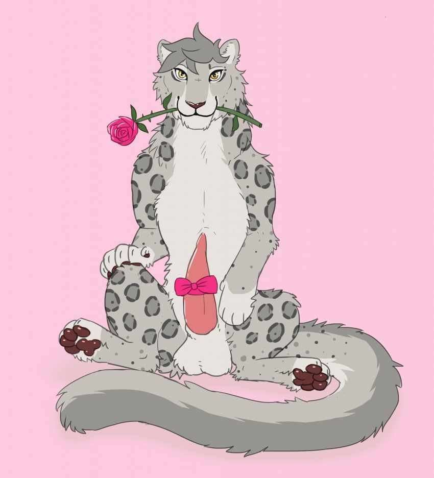 2018 balls bow brown_nose cute digi_(character) digitoxici feline flower fur grey_fur grey_hair hair holidays leopard male mammal penis pink_background plant rose seductive simple_background sitting smile snow_leopard valentine's_day yellow_eyes