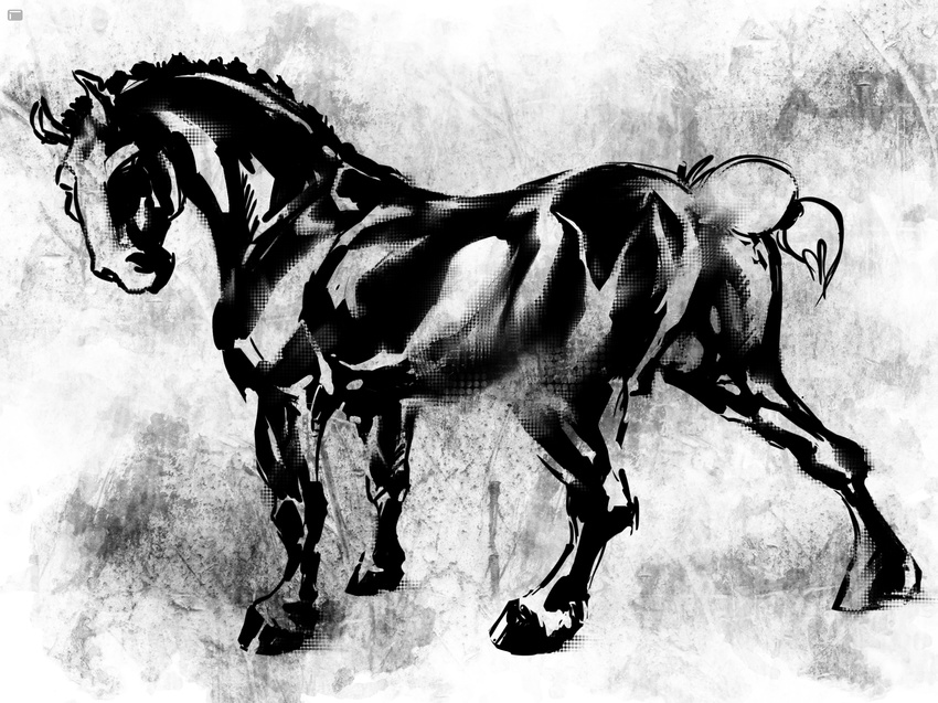 equine feral generalbarcode horse mammal