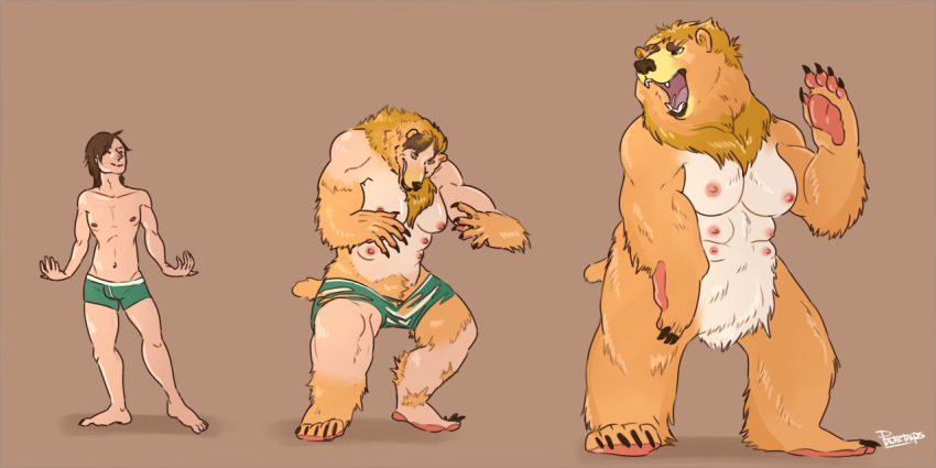 anthro bear black_lips boxers_(clothing) breasts brown_nose bulge clothing featureless_crotch female gender_transformation human male mammal mtf_transformation multi_breast multi_nipple nipples pawpads paws punkchops solo torn_clothing transformation truttle underwear