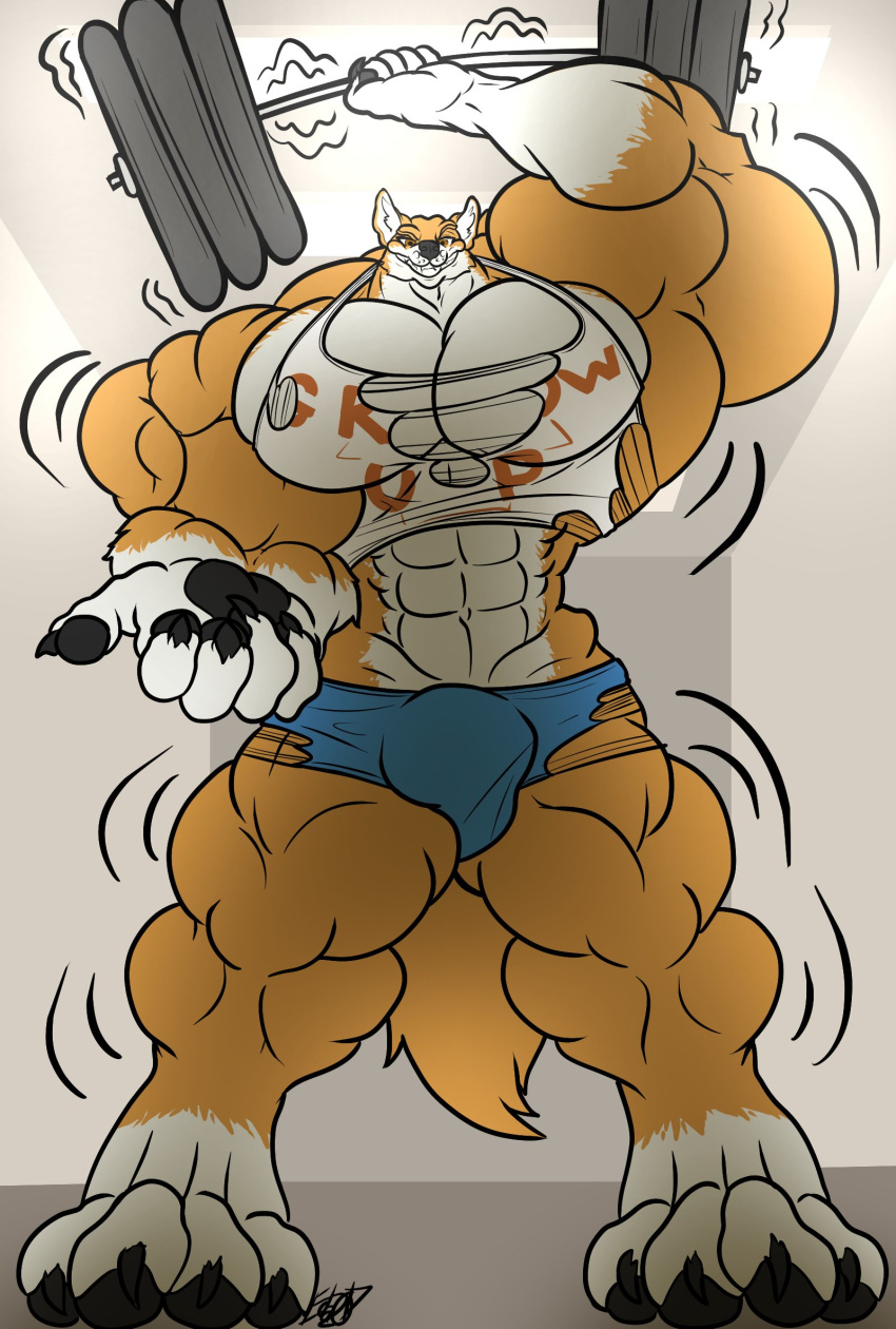anthro bulge canine clothed clothing eda exercise hyper hyper_muscles looking_at_viewer male mammal muscular muscular_male solo standing tight_clothing torn_clothing weightlifting workout