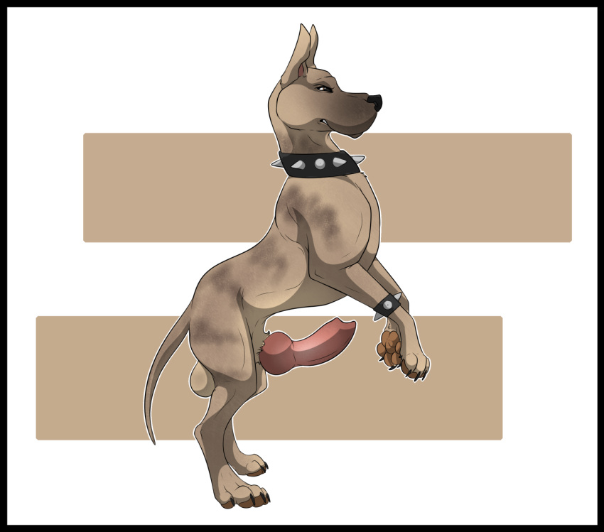 2017 4_toes animal_genitalia animal_penis balls canine canine_penis claws collar digital_drawing_(artwork) digital_media_(artwork) digitigrade dog erection feral great_dane hi_res knot male mammal pawpads paws penis psy101 simple_background solo standing toe_claws toes