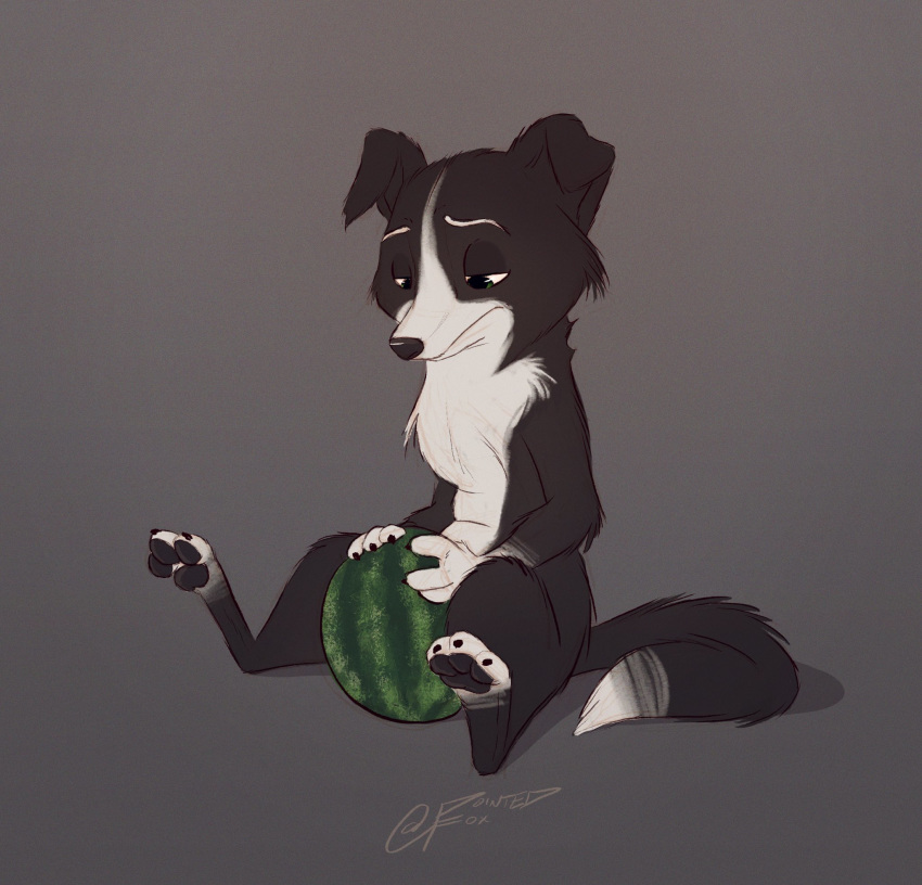 2018 anthro black_and_white_fur black_fur black_nose black_pawpads canine collie convenient_censorship digital_drawing_(artwork) digital_media_(artwork) dipstick_tail dog folded_ears food fruit fur grainy green_eyes grey_background half-closed_eyes hi_res humor mammal melon multicolored_fur multicolored_tail nude pawpads pointedfox pun sad signature simple_background sitting solo two_tone_fur visual_pun watermelon white_fur