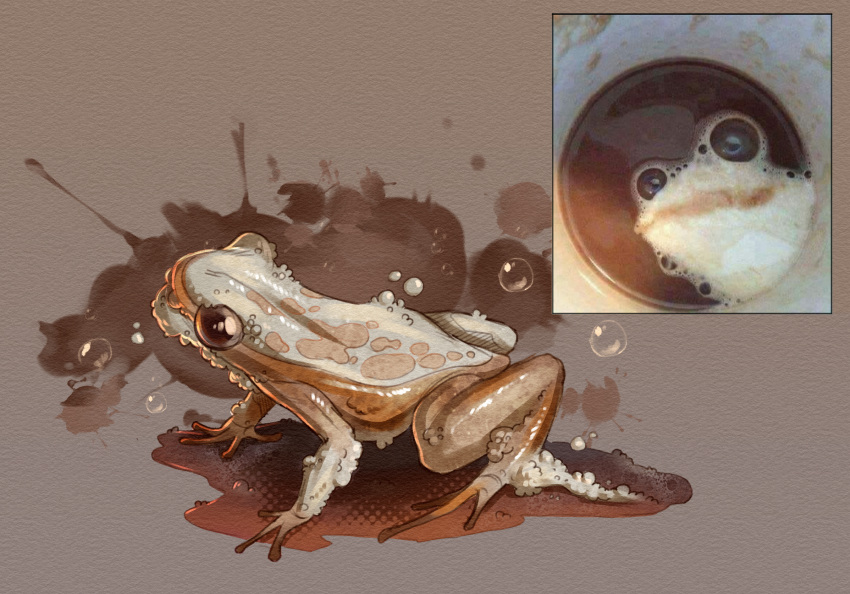 ambiguous_gender amphibian beverage bubble coffee feral food food_creature frog hi_res quadruped rappenem reference_image solo