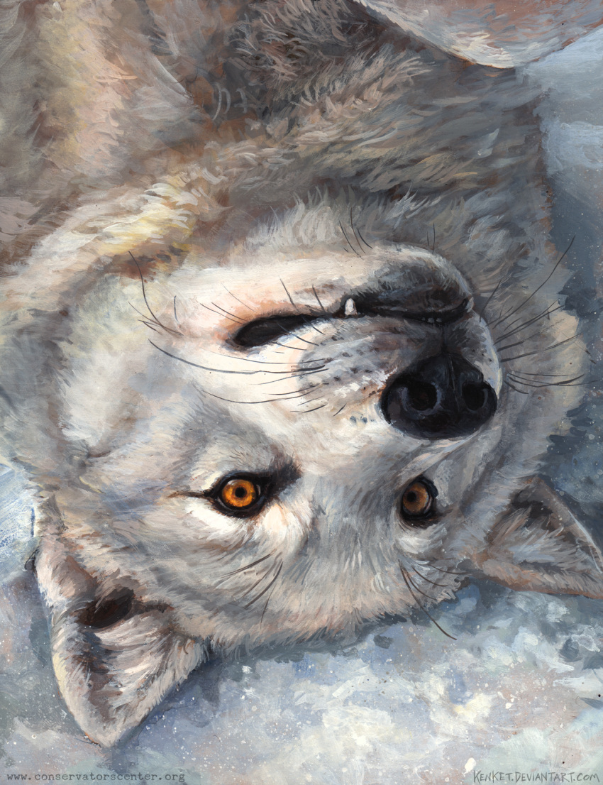 2018 ambiguous_gender bird's-eye_view brown_eyes bust_portrait canine day feral fur grey_fur hi_res high-angle_view kenket looking_at_viewer lying mammal on_back outside painting_(artwork) portrait snow solo traditional_media_(artwork) url white_fur wolf