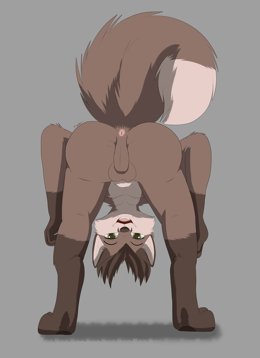 animal_genitalia anthro anus balls butt male mammal presenting procyonid raccoon sheath solo spread_cheeks spread_legs spreading xxgato