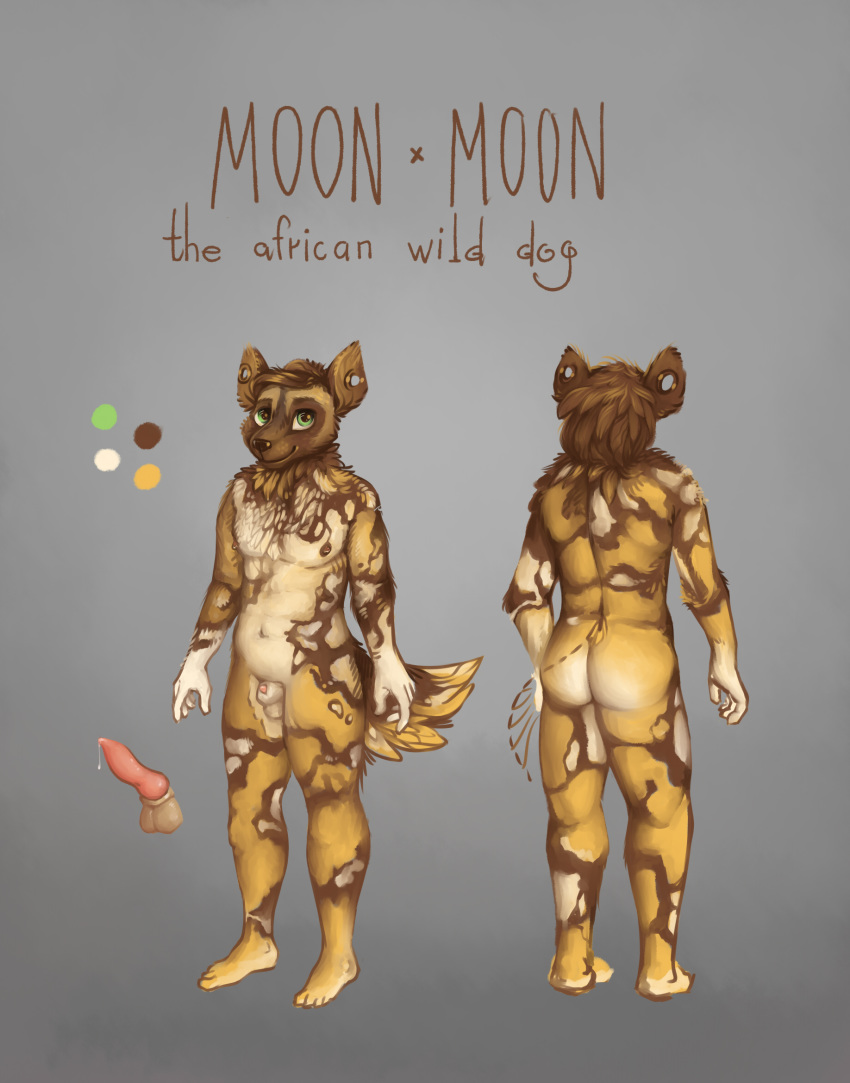 african_wild_dog anthro balls canine cute digital_media_(artwork) erection fan_character fur hair male mammal model_sheet moon_moon nude penis piercing precum simple_background solo twymouse