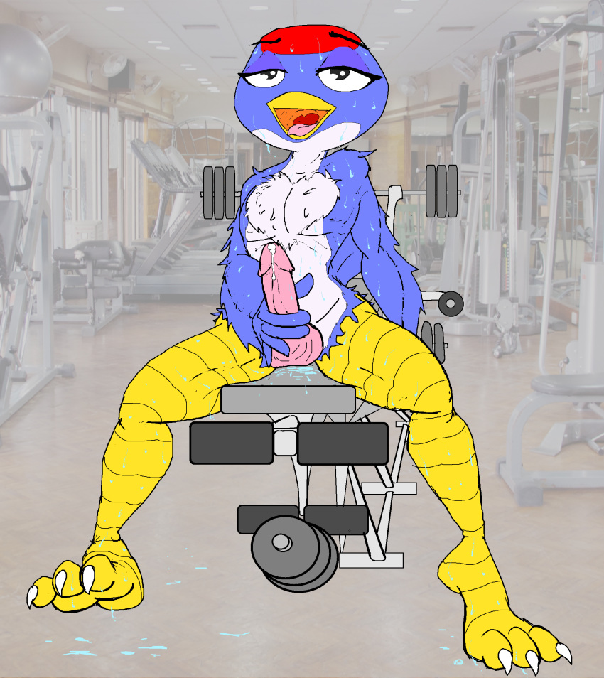 2015 3_toes 5_fingers absurd_res aliasing animal_crossing anthro anthrofied athletic avian balls barbell beak bench_press biped bird black_eyes blue_feathers blue_wings chest_tuft claws countershade_torso countershading digital_drawing_(artwork) digital_media_(artwork) dripping erection eyelashes feather_tuft feathered_wings feathers feet front_view full-length_portrait girly glans gym hi_res humanoid_feet humanoid_hands humanoid_penis inside jay_(animal_crossing) looking_pleasured male masturbation multicolored_feathers nintendo nude open_beak open_mouth open_smile pecs penile_masturbation penis photo_background pink_balls pink_penis pink_tongue plantigrade portrait precum precum_drip red_feathers sitting smile soles solo spread_legs spreading sweat talons toe_claws toes tongue tuft video_games vinny_van_yiffy weights white_claws white_countershading white_feathers winged_arms wings