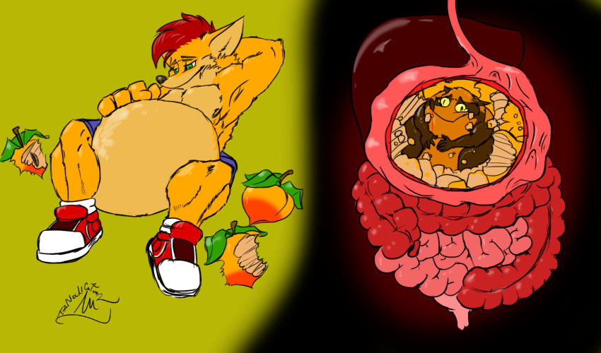 activision belly canine clothing conditional_dnp crash_bandicoot crash_bandicoot_(series) digestion food footwear fruit inside_stomach internal intestines kuhntee male male_pred mammal mohawk muscular naughty_dog oral_vore organs shoes simple_background soft_vore stomach tanookicatoon tanuki video_games vore wumpa