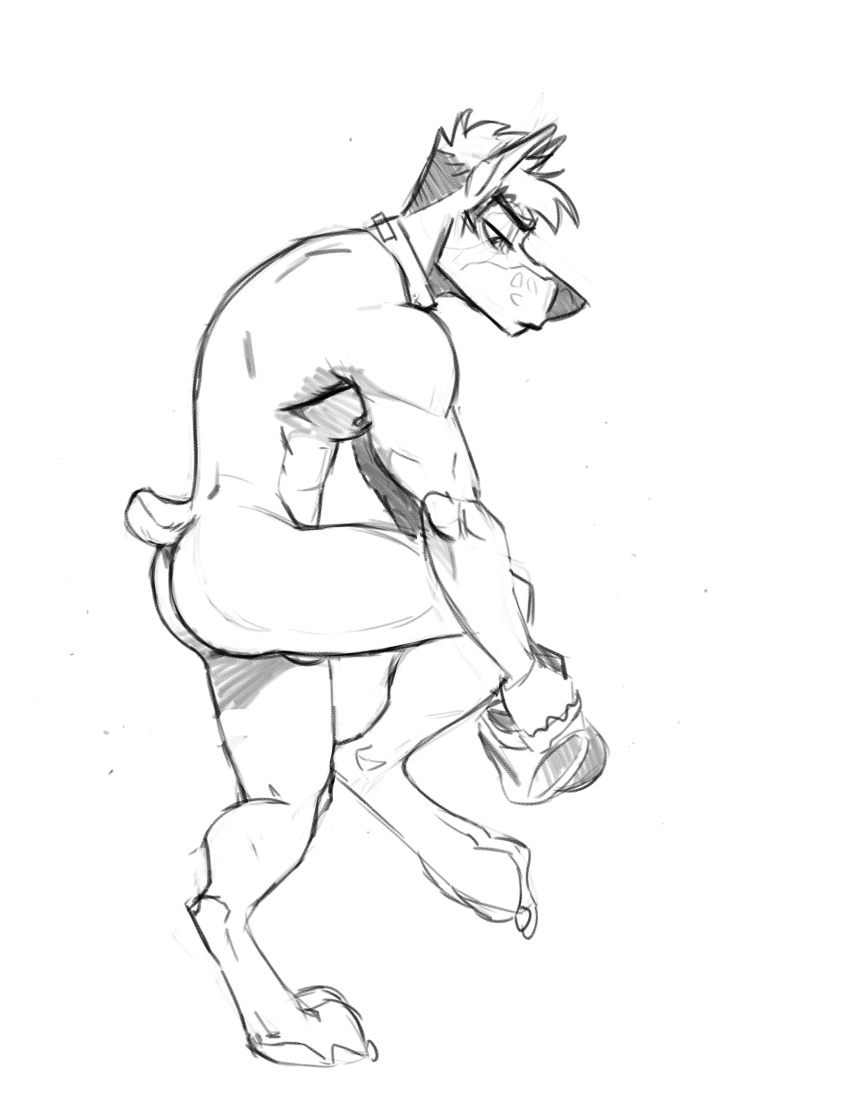 2018 anthro balls barely_visible_genitalia canine collar digitigrade doberman dog dressing greyscale kihu kihu_(character) male mammal monochrome mostly_nude muscular muscular_male nipples pecs short_tail simple_background solo white_background