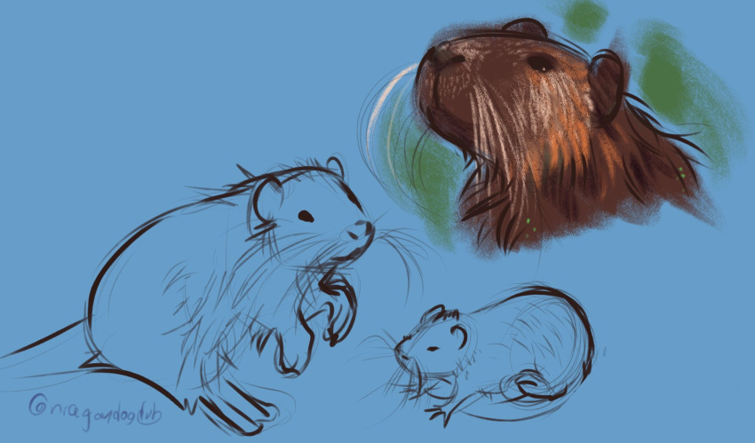 2023 ambiguous_gender blue_background brown_body brown_fur brown_nose colored_sketch dot_eyes feral full-length_portrait fur headshot_portrait hi_res mammal nutria paws portrait rodent round_ears signature simple_background sketch sketch_page solo tansydrawsnsfw whiskers white_whiskers