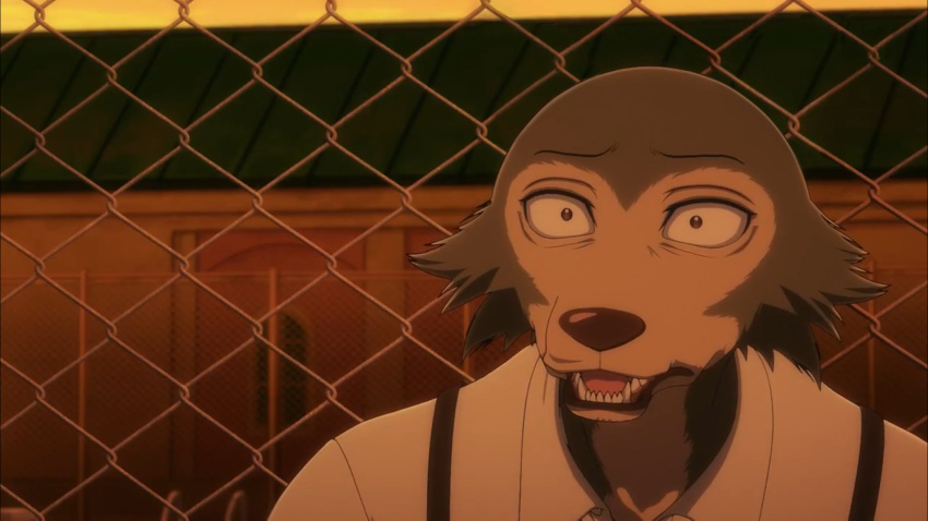 beastars braces canid canine canine_teeth canis clothing dusk eyes frown frown_eyebrows fur grey_body grey_fur handrail hi_res humanoid legoshi_(beastars) male mammal metal_railing multicolored_body net no_ears open_mouth perplexity railing rooftop shirt solo topwear two_tone_body wall_(structure) white_body white_clothing white_fur white_shirt white_topwear white_uniform window wolf