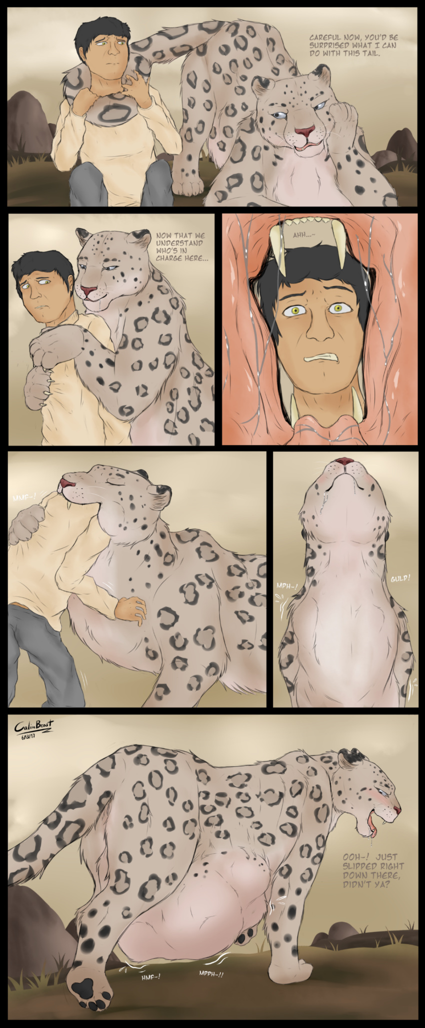 ambiguous_gender belly big_belly black_hair blush calinbeast feline feral hair human human_prey leopard looking_pleasured mammal oral_vore snow_leopard taunting tongue tongue_out vore