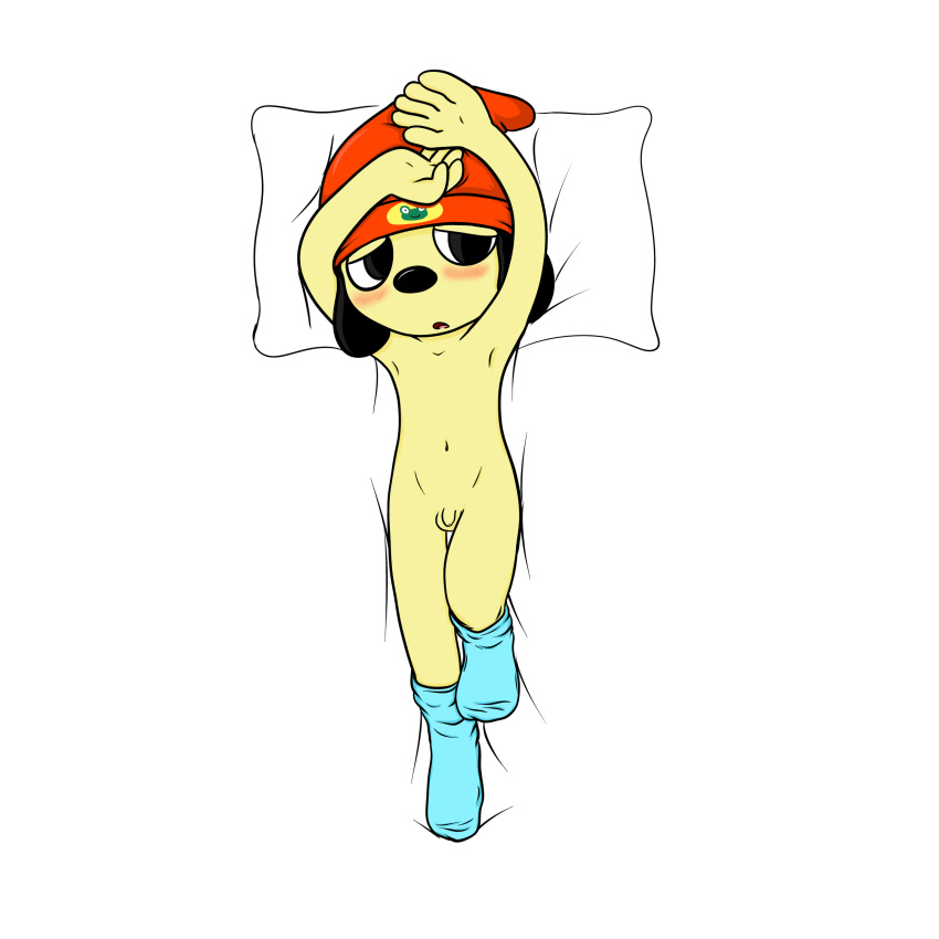 anthro balls blush canine clothing cute digisushi dog flaccid hat legwear male mammal parappa parappa_the_rapper penis pillow socks solo video_games young