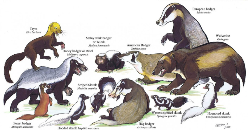 2010 3_toes 4_toes ambiguous_gender american_badger american_hog-nosed_skunk angry badger black_claws black_countershading black_fur black_nose black_tail brown_fur brown_nose brown_pawpads brown_tail claws colored_pencil_(artwork) countershade_face countershade_tail countershade_torso countershading cute digitigrade dipstick_tail english_text european_badger eye_markings eyes_closed facial_markings feral ferret-badger fluffy fluffy_tail frown fur grey_fur group hindpaw hog_badger hognosed_skunk honey_badger hooded_skunk long_snout long_tail looking_aside looking_at_another looking_away lying mammal marker_(artwork) markings mephitid mixed_media multicolored_fur multicolored_tail mustelid muzzle_scabs on_front on_haunches on_hind_legs on_one_leg on_top on_top_of open_frown open_mouth open_smile pawpads paws pink_nose pink_pawpads pink_tongue quadruped raised_leg reverse_countershading riding roz_gibson scientific_name sharp_teeth signature simple_background sitting size_difference skunk smile snarling snout species_name spotted_skunk squint standing standing_on stink_badger striped_fur striped_skunk stripes tan_countershading tan_fur tan_tail tayra teeth teledu text toe_claws toes tongue toony traditional_media_(artwork) two_tone_fur two_tone_tail western_spotted_skunk whiskers white_background white_claws white_countershading white_fur white_stripes white_tail wolverine yellow_claws yellow_fur