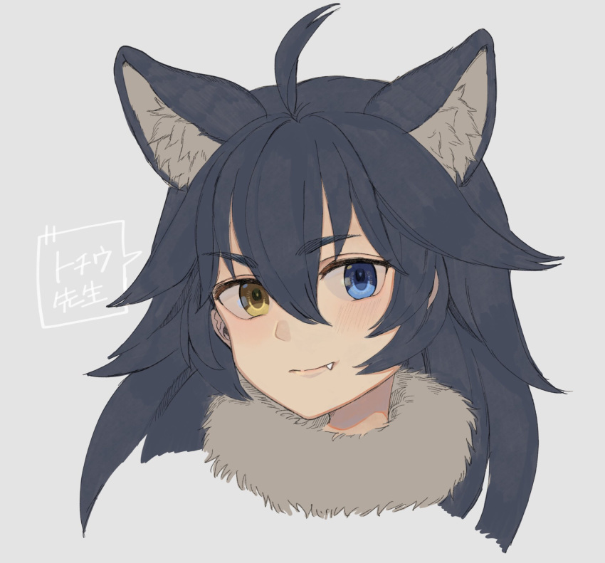 ancolatte_(onikuanco) animal_ear_fluff animal_ears blue_eyes blush commentary_request dark_blue_hair extra_ears eyebrows_visible_through_hair fang fur_collar grey_wolf_(kemono_friends) headshot heterochromia highres kemono_friends long_hair solo translation_request wolf_ears yellow_eyes