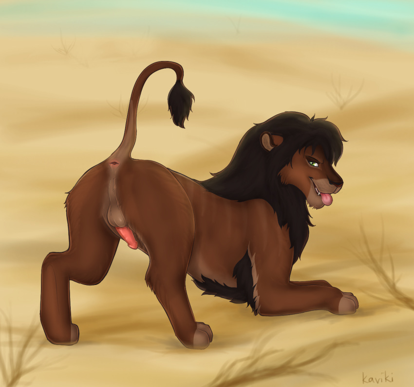 feline feral kaviki lion male mammal solo