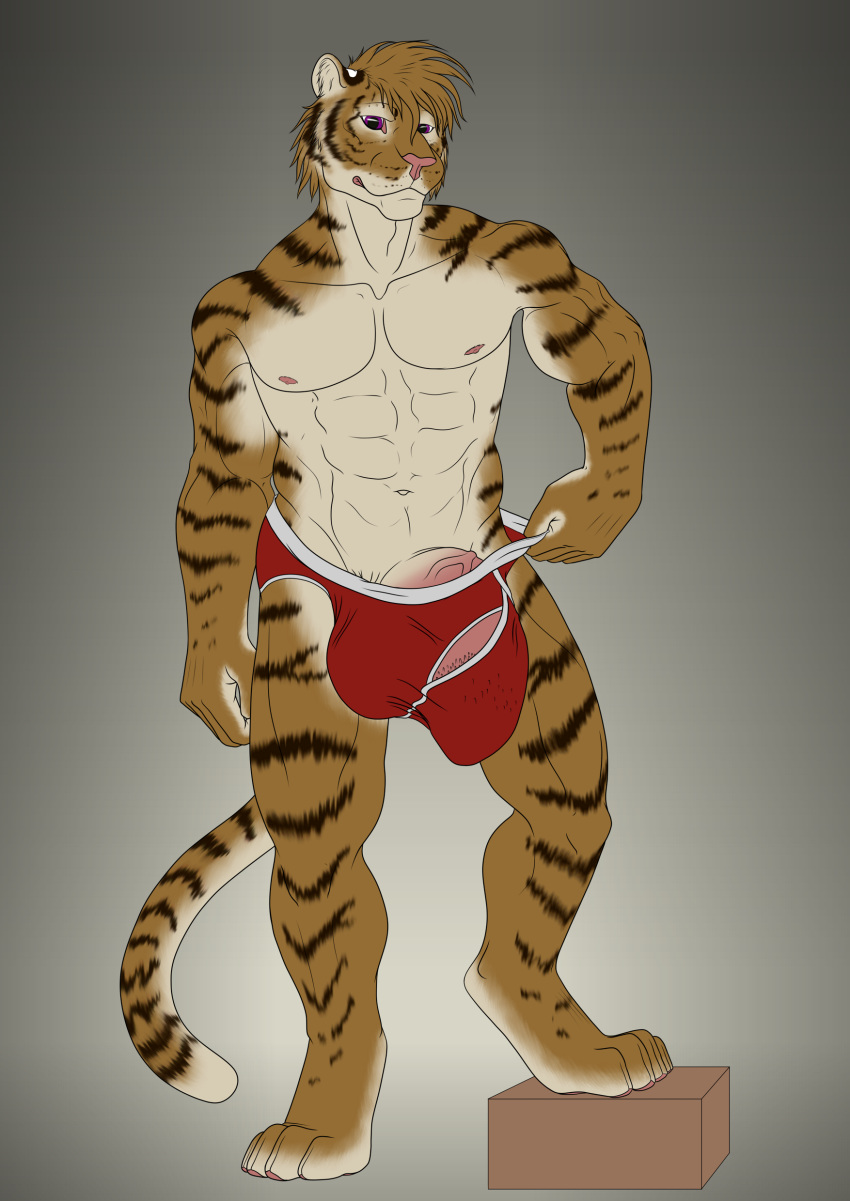 2016 anthro balls barbed_penis big_balls briefs bulge clothing feline hi_res hyper kato_(tiger) kurin male mammal penis presenting solo standing tiger underwear vein veiny_penis