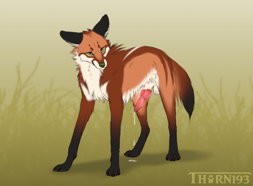 anatomically_correct anatomically_correct_genitalia anatomically_correct_penis animal_genitalia animal_penis balls bodily_fluids canid canine canine_genitalia canine_penis cum cum_drip dripping ears_back erection feral genital_fluids genitals knot looking_at_viewer male mammal maned_wolf penis pivoted_ears shy simple_background solo standing thorn193