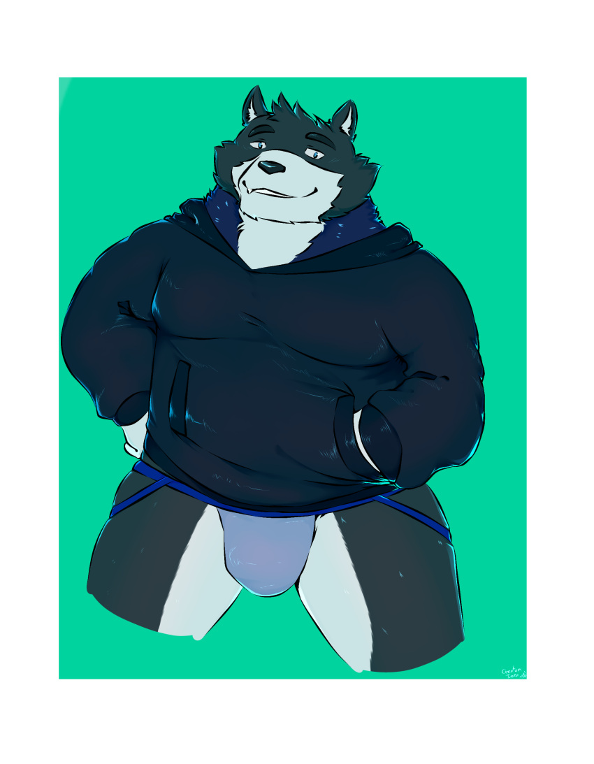 absurd_res anthro blue_body blue_clothing blue_fur blue_jockstrap blue_underwear bulge canid canine canis clothed clothing colby_(husky) crentonigen domestic_dog fur grey_body hi_res hoodie husky jockstrap looking_at_viewer male mammal nordic_sled_dog overweight overweight_male simple_background solo spitz topwear underwear