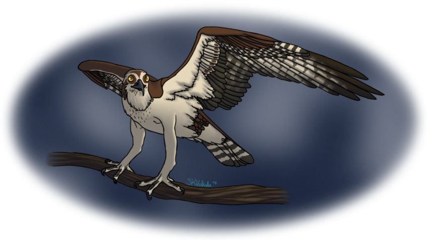 4_toes ambiguous_gender avian beak bird branch brown_feathers feathered_wings feathers feral grey_beak grey_feathers multicolored_feathers on_branch osprey perched solo striped_feathers tail_feathers talons toes vulkalu white_feathers wings yellow_eyes