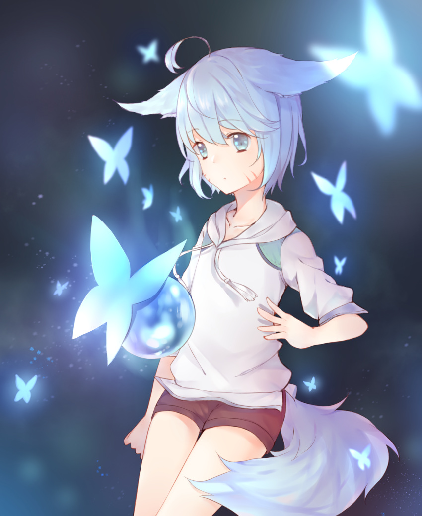 1boy animal_ears blue_eyes blue_hair bug butterfly fox_ears fox_tail insect looking_at_viewer male_focus markings shorts shota siho_(talesrunner) simple_background sweater tail talesrunner