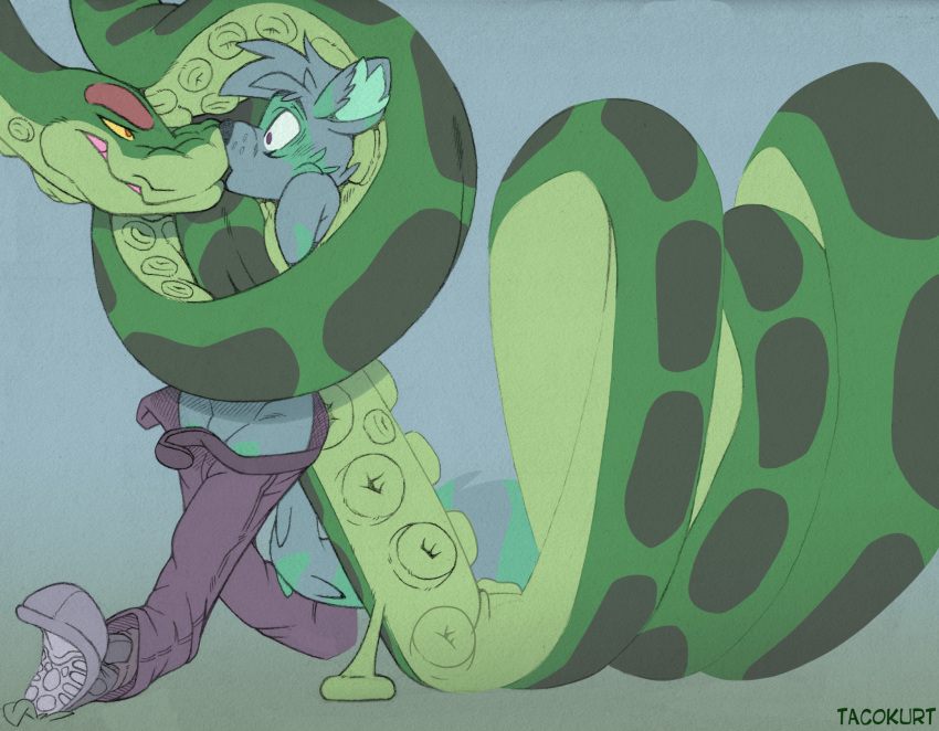 boop bottomwear clothing coiling digital_media_(artwork) duo felpur footwear fur hair hi_res inner_ear_fluff male male/male mammal outside procyonid raccoon reptile scalie serpentine shikan simple_background size_difference snake suction_cup tacokurt tail teal_body tuft undressing undressing_another yellow_eyes