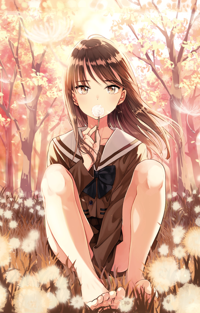 absurdres bare_legs barefoot black_bow blush bow brown_eyes brown_hair brown_serafuku brown_shirt brown_skirt collarbone commentary_request covered_mouth dandelion dandelion_seed day feet flower full_body grass highres holding holding_flower knees_up long_hair looking_at_viewer matsuzaki_miyuki on_grass on_ground original outdoors pleated_skirt sailor_collar school_uniform serafuku shirt sitting skirt solo toes tree white_sailor_collar wind