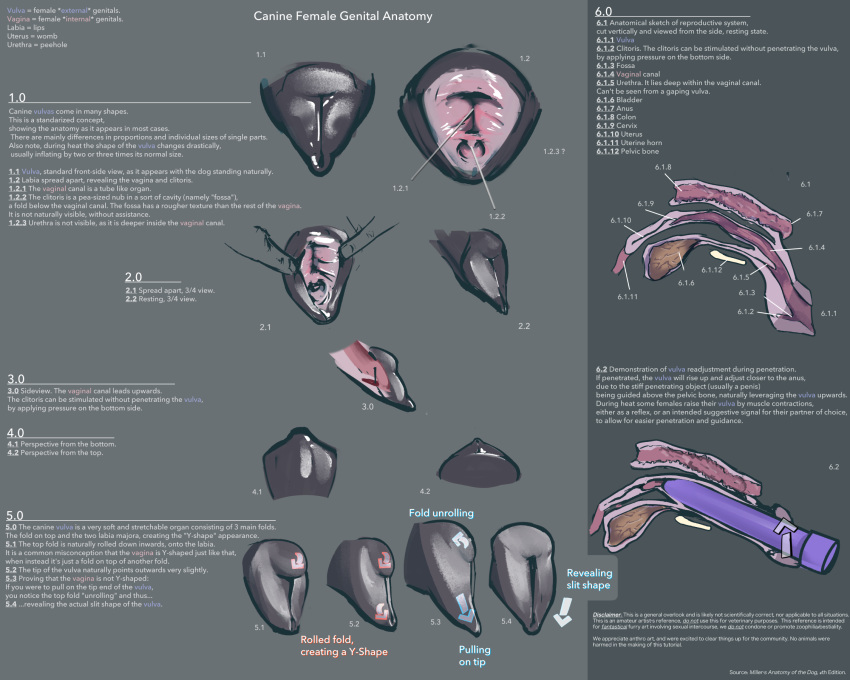 2018 anatomical anatomical_reference anatomically_correct anatomically_correct_genitalia anatomically_correct_pussy animal_genitalia animal_pussy anus bladder canine canine_pussy cervix clitoris colon digital_media_(artwork) dog english_text female feral fingers gaping hi_res how-to internal mammal model_sheet penetration presenting presenting_pussy pussy reference_guide sex_toy simple_background solo spreading text urethra uterus vaginal vaginal_penetration vibrator