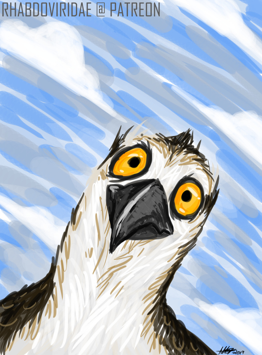 ambiguous_gender avian beak bird cloud conditional_dnp digital_drawing_(artwork) digital_media_(artwork) hi_res osprey sky solo wolftacos