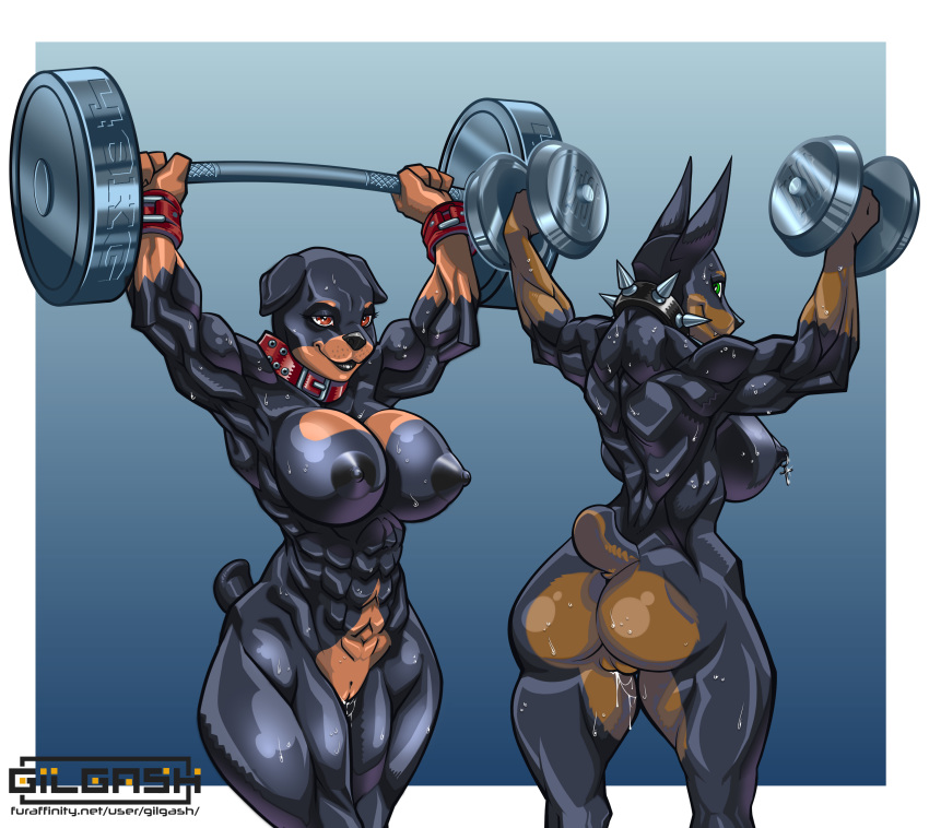 abs absurd_res big_butt breasts butt canid canine canis collar doberman domestic_dog exercise female gilgash hela_(max72590) hi_res mammal muscular muscular_female nipples overhead_press pussy rottweiler spiked_collar spikes ursa_(max72590) workout