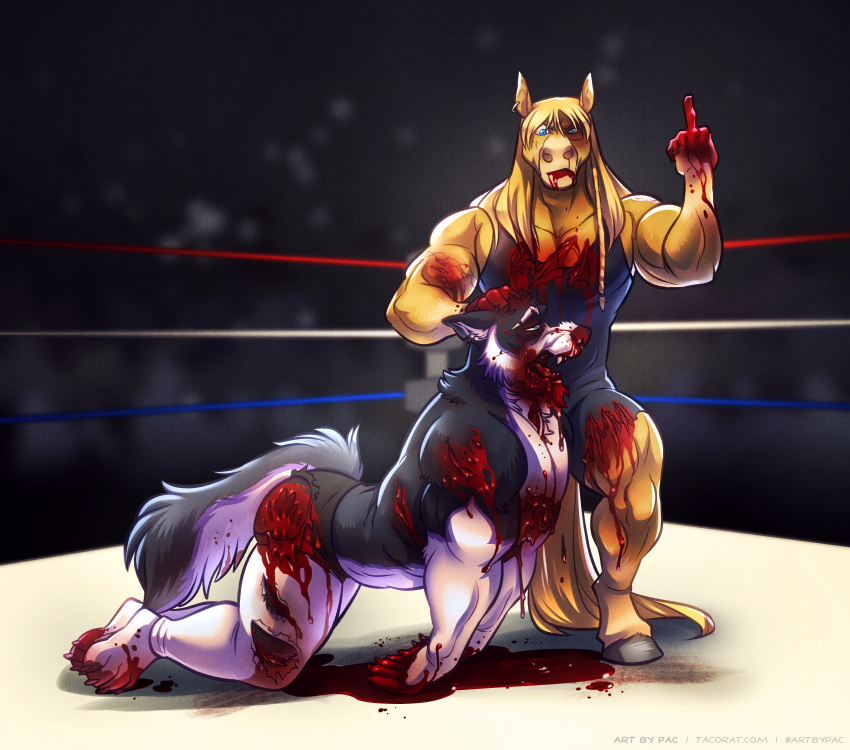 absurd_res blood canid canine canis clothing domestic_dog equid equine fight gore hi_res horse husky legwear looking_at_viewer male male/male mammal middle_finger muscular pac ring sebastian_king shirt tank_top tights warhorse573 wrestling