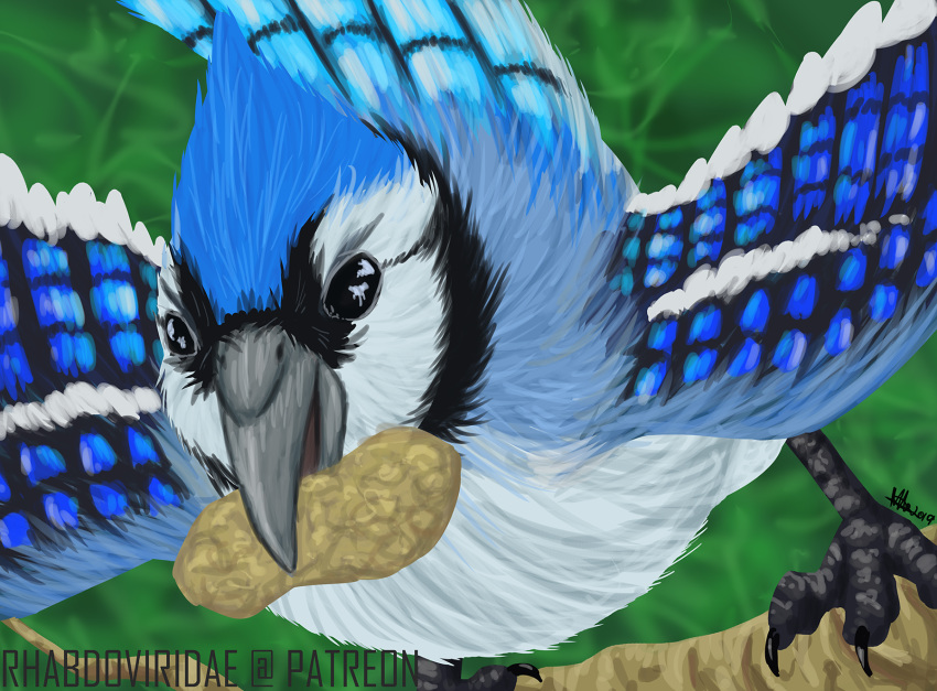 2019 avian beak bird blue_feathers blue_jay conditional_dnp corvid digital_drawing_(artwork) digital_media_(artwork) feathers hi_res peanut wolftacos