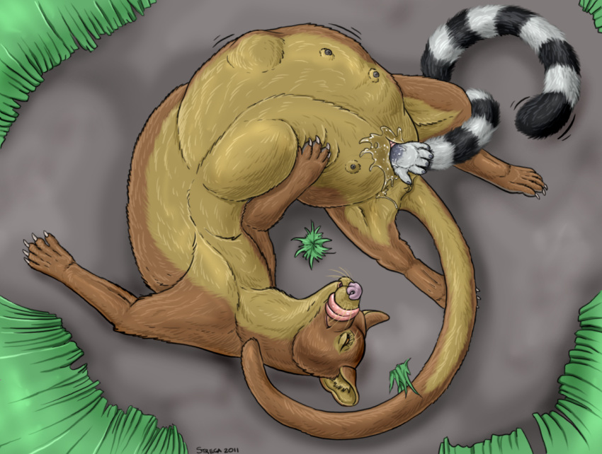 2011 abdominal_bulge brown_fur claws curled euplerid female female_pred feral fossa fur grass hand_on_stomach lemur lying mammal on_back outside primate pussy_juice pussy_juice_splatter savanna simple_background strega teats tongue tongue_out traditional_media_(artwork) unbirthing vaginal vore