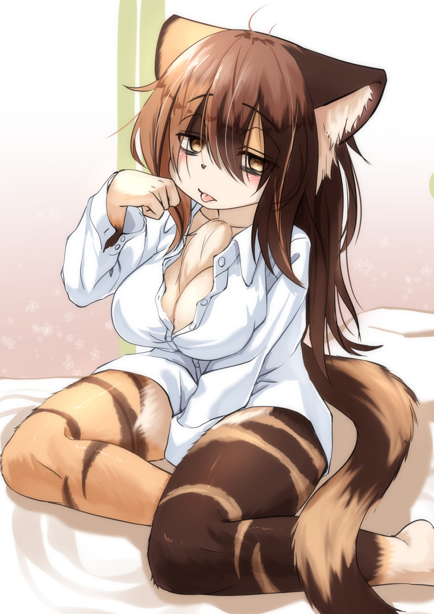 2019 absurd_res akamu_ver20 amber_eyes anthro barefoot blush breasts brown_fur brown_hair chest_tuft cleavage clothed clothing domestic_cat dress_shirt felid feline felis female fur hair half-closed_eyes hi_res inside kemono long_hair looking_at_viewer mammal paw_pose shirt sitting solo striped_fur stripes tongue tongue_out topwear tuft white_fur