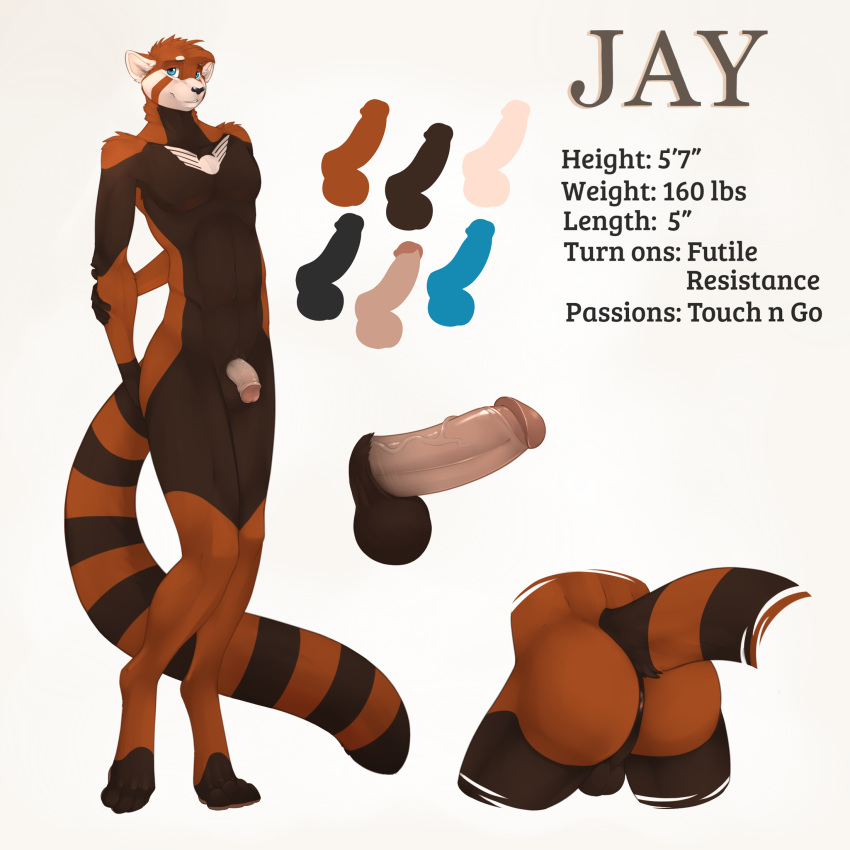2018 4_toes ailurid anthro anus balls black_nose blue_eyes butt english_text fasttrack37d hi_res humanoid_penis jay_(draco32588) looking_at_viewer male mammal model_sheet nude penis red_panda simple_background smile solo text toes vein