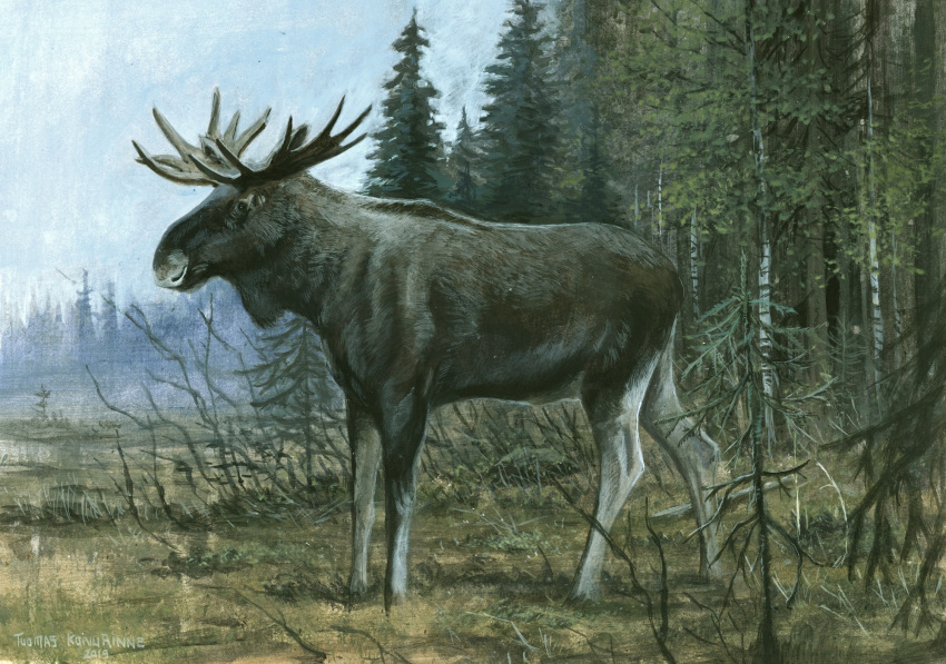 2019 antlers brown_fur capreoline cervid detailed_background feral fur grass hi_res horn male mammal moose multicolored_fur photorealism quadruped side_view sky solo standing traditional_media_(artwork) tree tuomas_koivurinne two_tone_fur white_fur