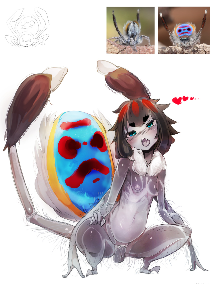 &lt;3 4_arms absurd_res animal_humanoid arachnid arachnid_humanoid araneomorph arthropod arthropod_humanoid balls blue_eyes blush bodily_fluids breasts crouching gynomorph hair hairy hi_res humanoid intersex inverted_nipples jumping_spider menyang multi_arm multi_limb multicolored_hair multicolored_skin neck_tuft nipples open_mouth peacock_spider penis purple_skin real red_hair saliva simple_background small_breasts solo spider spider_humanoid tongue tuft two_tone_hair two_tone_skin