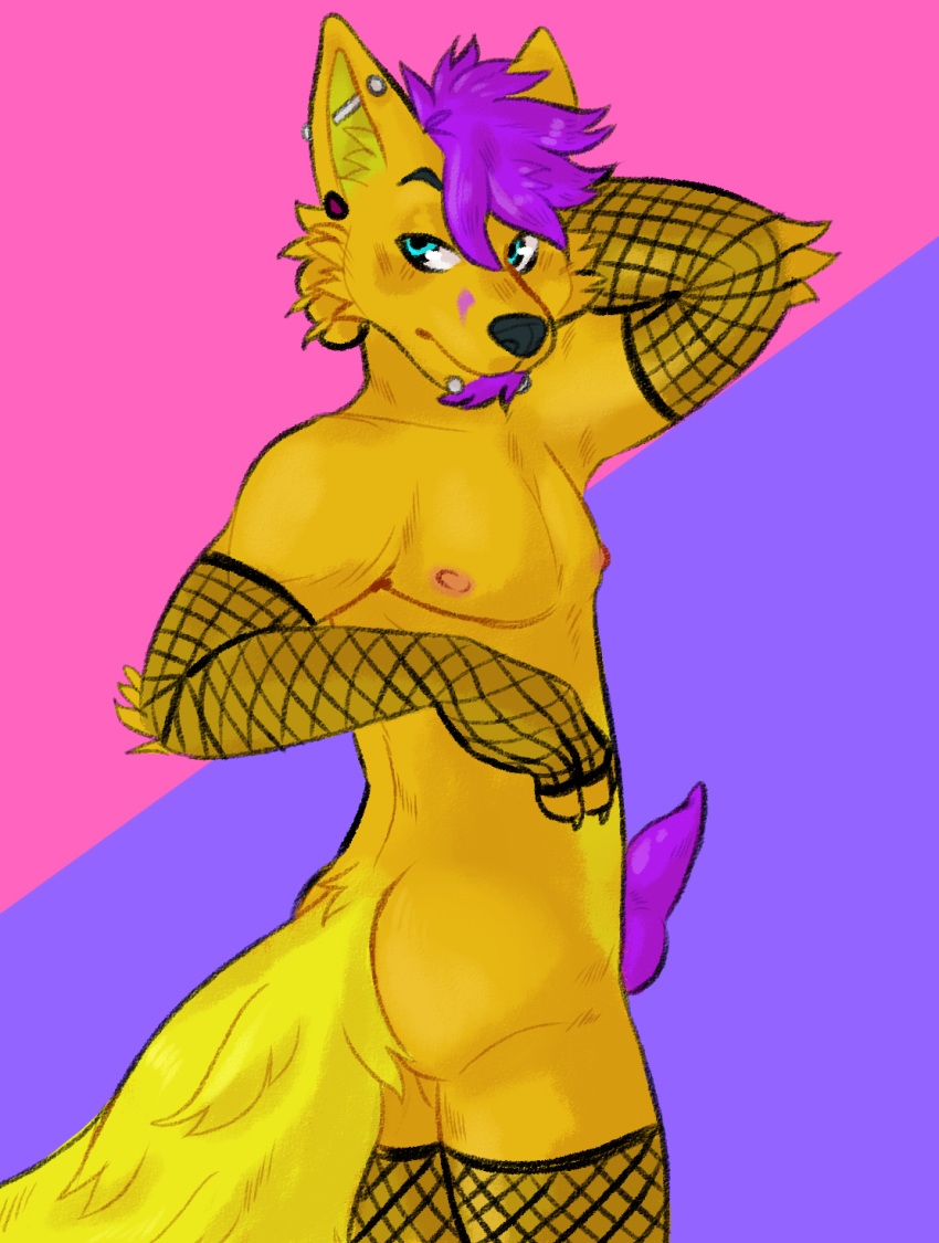 2019 anthro bubblegumboi canid canine canis clothed clothing digital_media_(artwork) dingo erection facial_hair fishnet fox fur goatee hair hi_res hybrid looking_back male mammal naughty_face partially_clothed penis piercing short_hair toony varu yellow_fur