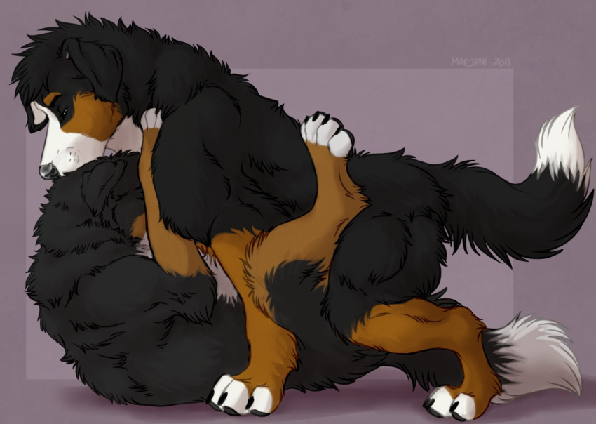 anal anal_penetration bernese_mountain_dog black_fur canid canine canis domestic_dog duo feral feral_on_feral feral_penetrated feral_penetrating feral_penetrating_feral feralized fur lucas_(lucasreturns) lying male male/male male_penetrated male_penetrating mammal marjani molosser mountain_dog on_back penetration quadruped ruska sex swiss_mountain_dog