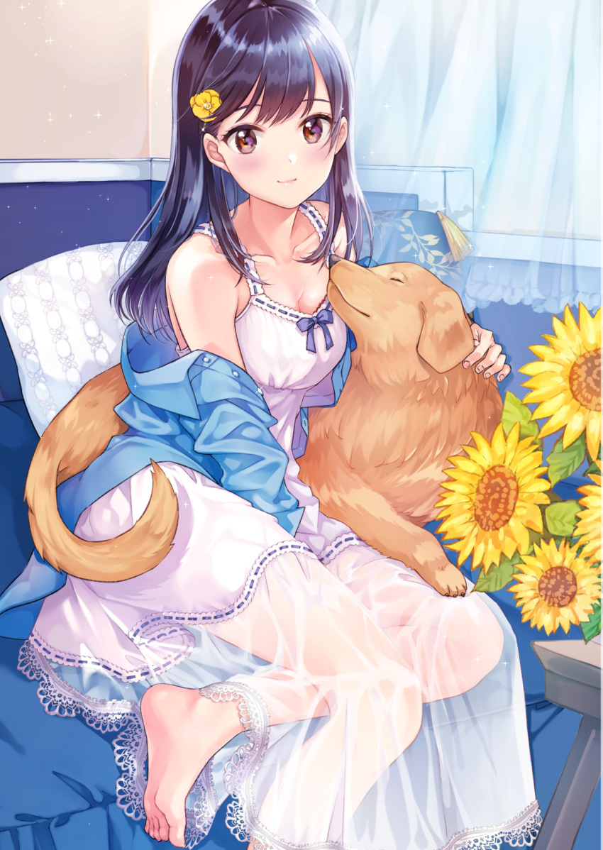 1girl animal bare_shoulders barefoot black_hair blue_jacket breasts brown_eyes cleavage collarbone curtains dog dress flower hair_flower hair_ornament highres jacket long_hair long_sleeves looking_at_viewer matsuzaki_miyuki medium_breasts off_shoulder open_clothes open_jacket original pillow see-through sitting sleeveless sleeveless_dress smile solo sunflower white_dress yellow_flower