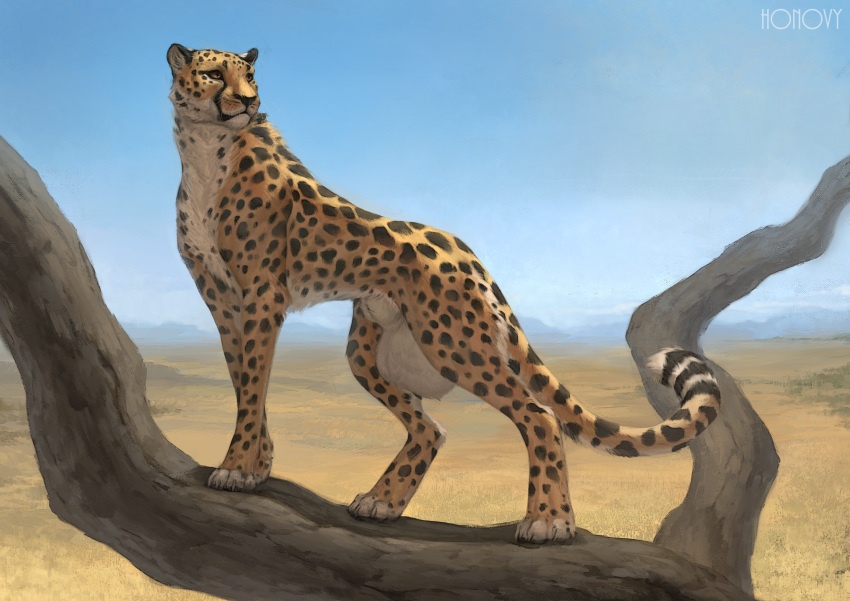 absurd_res animal_genitalia balls big_balls cheetah desert digital_media_(artwork) felid feline feral fully_sheathed fur hi_res honovy huge_balls hyper hyper_balls jasiri male mammal outside sheath solo standing whiskers white_balls