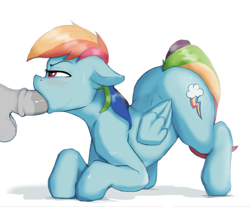2019 ambiguous_gender balls cutie_mark disembodied_penis duo equid equine feral friendship_is_magic male male/ambiguous mammal my_little_pony oral penis pterippus rainbow_dash_(mlp) sex simple_background solo_focus spectre_z white_background wings