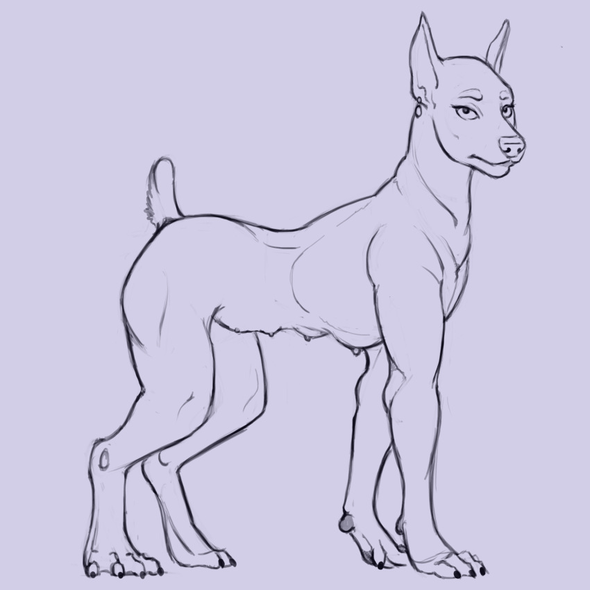 1:1 breasts canid canine canis digitigrade dobermann domestic_dog ear_piercing female feral hi_res looking_at_viewer lord_magicpants mammal multi_breast multi_nipple nipples nude piercing pinscher post_transformation small_breasts solo