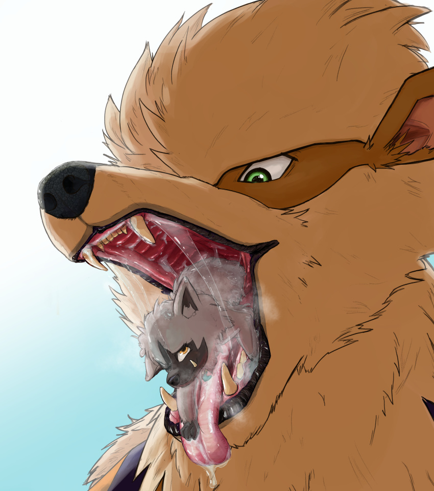 amber_eyes arcanine artca9 canine close-up drooling fangs feral fur green_eyes mammal nintendo open_maw oral_vore pok&eacute;mon pok&eacute;mon_(species) poochyena saliva teeth tongue tongue_out video_games vore