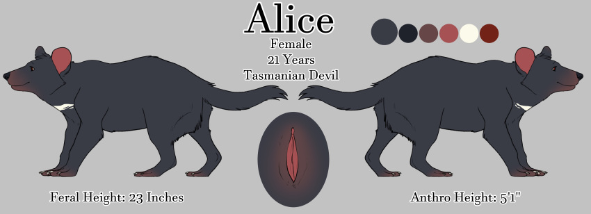 absurd_res dasyuromorph female feral grey_background hi_res mammal marsupial model_sheet pussy simple_background solo tasmanian_devil unknown_artist
