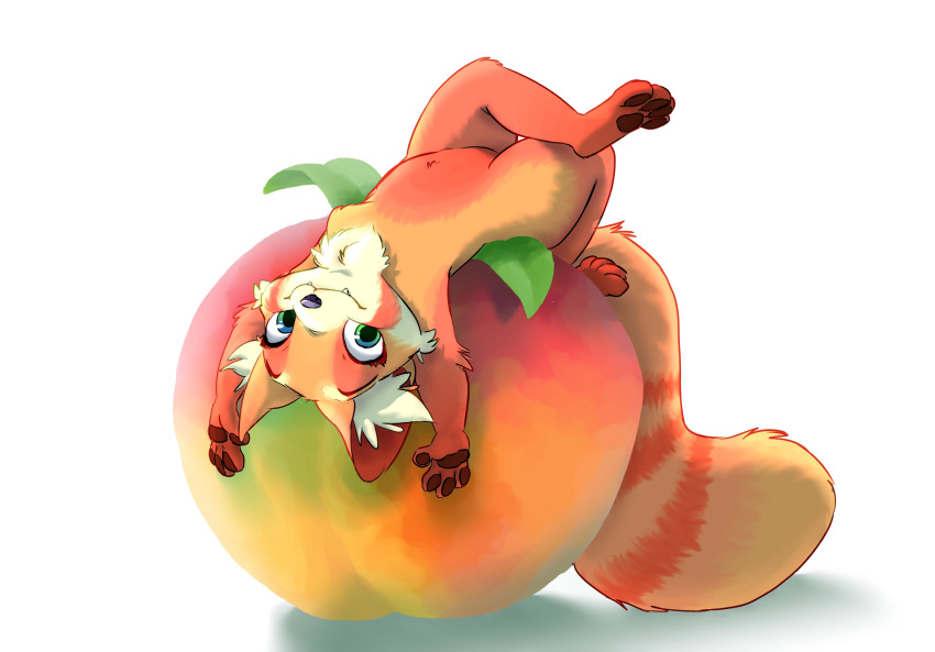 absurd_res ailurid anthro black_nose blue_eyes chest_tuft elbow_tufts fangs featureless_crotch female fluffy fluffy_tail food fruit fur hi_res inner_ear_fluff light lighting lying mammal nude on_back pawpads peach_(fruit) plant red_body red_fur red_panda shadow simple_background solo tuft vulpesvant white_background white_body white_fur
