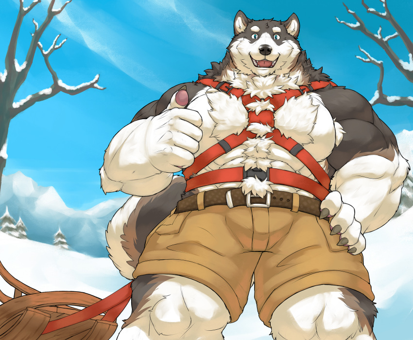 2019 5_fingers anthro belt big_muscles black_nose blue_eyes bottomwear canid canine canis cinna-tree clothing domestic_dog fingers fur gesture grey_body grey_fur harness hi_res husky looking_at_viewer low-angle_view male mammal multicolored_body multicolored_fur muscular muscular_male nordic_sled_dog shorts sled smile snow solo spitz standing thumbs_up two_tone_body two_tone_fur white_body white_fur