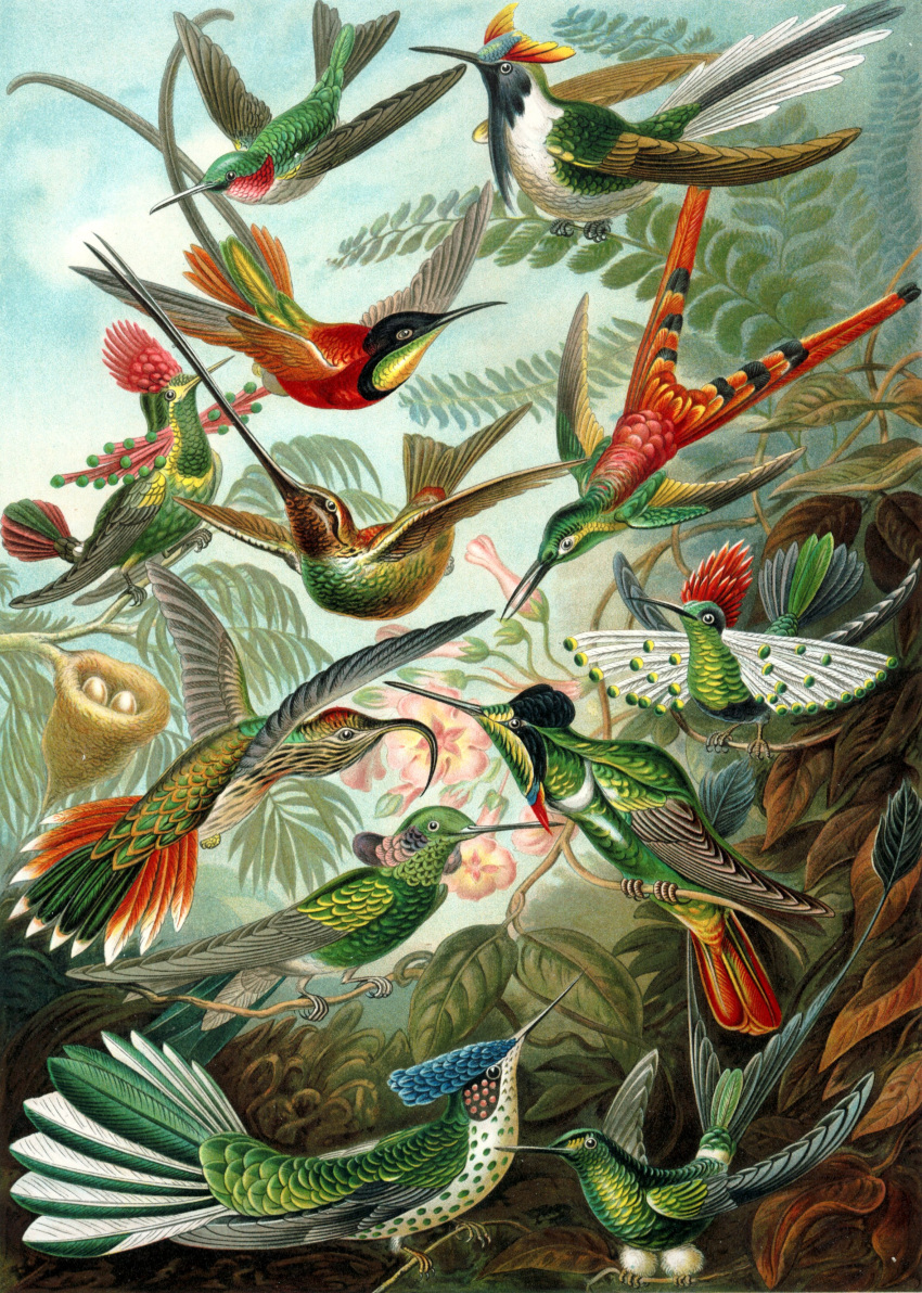 absurd_res ambiguous_gender ancient_art avian beak biological_illustration biped bird egg ernst_haeckel feathered_wings feathers feral flying green_body green_feathers group hi_res hummingbird open_mouth plant public_domain technical_illustration wings zoological_illustration