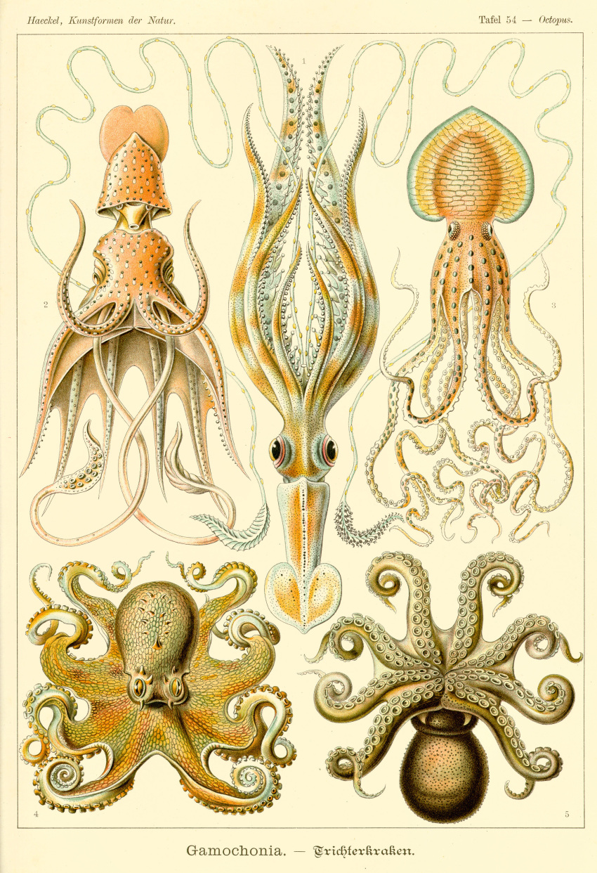 absurd_res ambiguous_gender ancient_art biological_illustration cephalopod coleoid decapodiform ernst_haeckel feral group hi_res marine mollusk octopodiform octopus public_domain technical_illustration tentacles zoological_illustration